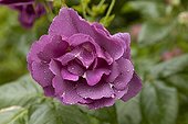 Rose 'Rhapsody in Blue' Le Jardin des Lianes France ; Le jardin des lianes
