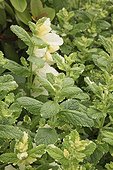 Apple Mint 'Variegata' Le Jardin des Lianes France ; Le jardin des lianes