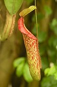 Urn Nepenthes 