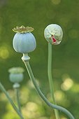 Button and capsule Poppy Jardins du Pieuré d'Orsan ; Les Jardins du Pieuré d'Orsan