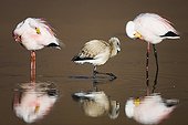 James' flamingos with chick at Laguna Canapa Bolivia