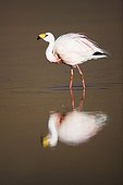 James' flamingo at Laguna Canapa Bolivia