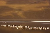 Group of James' flamingos in laguna Colorada Bolivia