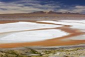 Group of James' flamingos in laguna Colorada Bolivia ; The salt lake contains borax islands, whose white color contrasts with the reddish color of its waters, which is caused by red sediments and pigmentation of some algae