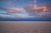 Salar de Uyuni at Altiplano Bolivia ; Hexagons evolve a few months after salt pan has dried up