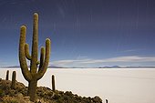 Rare cactus on Incahuasi at Salar de Uyuni Bolivia