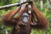 Bébé Orang-outan sur le dos de sa mère à Bornéo ; Espèce menacée d'extinction en raison de la perte d'habitat due à la propagation des plantations de palmiers à huile