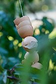 Egg shells hanging on a fruit tree in a garden