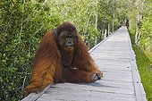 Dominant male orangutan on board walk Borneo ; Endangered species due to loss of habitat, spread of oil palm plantations