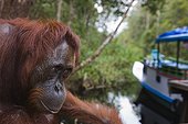 Female orangutan looking at house boat Borneo ; Endangered species due to loss of habitat, spread of oil palm plantations