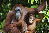 Orangutan mother with baby in the Tanjung Puting NP Borneo ; Endangered species due to loss of habitat, spread of oil palm plantations