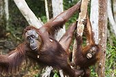 Female orangutan with baby climbing in tree Borneo ; Endangered species due to loss of habitat, spread of oil palm plantations