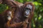 Orangutan mother with baby Tanjung Puting NP Borneo ; Endangered species due to loss of habitat, spread of oil palm plantations