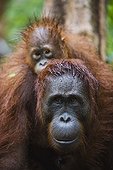 Orangutan mother carrying baby on her back Borneo ; Endangered species due to loss of habitat, spread of oil palm plantations