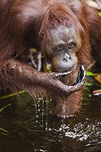 Female orangutan drinking water from Camp Leakey River ; Endangered species due to loss of habitat, spread of oil palm plantations