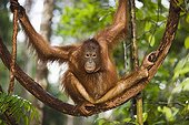 Young orangutan climbing in tree Tanjung Puting NP Borneo ; Endangered species due to loss of habitat, spread of oil palm plantations