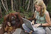 Tourist with laptop computer sitting next to orangutans ; Endangered species due to loss of habitat, spread of oil palm plantations