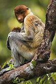 Female proboscis monkey with baby in tree Borneo ; Endangered species, threatened through loss of habitat, expansion of oil palm plantations