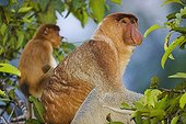 Dominant male proboscis monkey Tanjung Puting NP Borneo ; Endangered species, threatened through loss of habitat