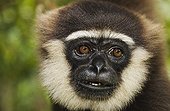 Portrait of an Agile gibbon in the Tanjung Puting NP Borneo ; Endangered species, threatened through loss of habitat