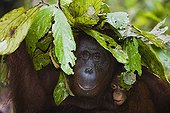 Orangutan mother with baby protecting themselves from rain ; Endangered species, threatened through loss of habitat, spread of oil palm plantations,