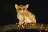 Sulawesi tarsier in tree ; World's smallest primate, intermediate between lemurs and monkeys.