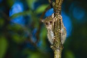 Sulawesi tarsier in tree ; World's smallest primate, intermediate between lemurs and monkeys.