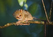 Sulawesi tarsier in tree ; World's smallest primate, intermediate between lemurs and monkeys.
