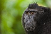 Male crested black macaque Sulawesi ; Endangered species, threatened through loss of habitat and bush meat trade