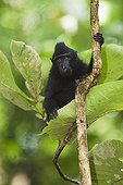 Baby crested black macaque climbing in tree Sulawesi ; Endangered species, threatened through loss of habitat and bush meat trade