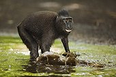 Male crested black macaque running in water Sulawesi ; Subadult male during play with other one.<br>Endangered species, threatened through loss of habitat and bush meat trade.