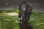 Male crested black macaque running in water Sulawesi ; Subadult male during play with other one.<br>Endangered species, threatened through loss of habitat and bush meat trade.