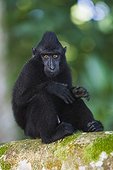 Young male crested black macaque sitting on branch Sulawesi ; Endangered species, threatened through loss of habitat and bush meat trade.