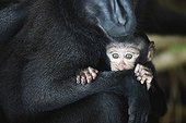Crested black macaque mother holding baby Sulawesi ; Endangered species, threatened through loss of habitat and bush meat trade.