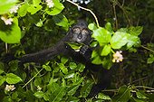 Young crested black macaque eating leaves Sulawesi ; Endangered species, threatened through loss of habitat and bush meat trade.