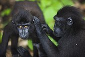 Crested black macaques delousing Sulawesi ; Endangered species, threatened through loss of habitat and bush meat trade.