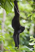 Crested black macaque hanging upside down from tree branch ; Endangered species, threatened through loss of habitat and bush meat trade.