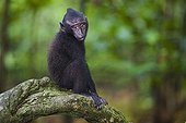 Baby crested black macaque in tree Sulawesi ; Endangered species, threatened through loss of habitat and bush meat trade.