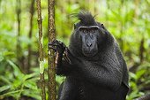 Male crested black macaque in secondary rain forest Sulawesi ; Endangered species, threatened through loss of habitat and bush meat trade.
