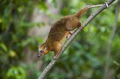 Bear cuscus tail holding branch in tree Sulawesi island ; Vulnerable species, threatened through loss of habitat and bush meat trade.