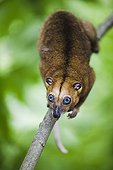 Bear cuscus climbing in tree Sulawesi island ; Vulnerable species, threatened through loss of habitat and bush meat trade.