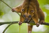 Bear cuscus feeding on leaves in tree Sulawesi island ; Vulnerable species, threatened through loss of habitat and bush meat trade.