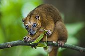 Bear cuscus feeding on leaves in tree Sulawesi island ; Vulnerable species, threatened through loss of habitat and bush meat trade.