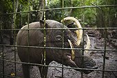 Sulawesi Babirusa in Rehabilitation Reserve Sulawesi ; Threatened through loss of habitat and bush meat trade
