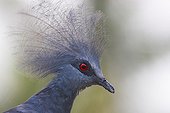 Victoria crowned pigeon in a rehabilitation center Sulawesi