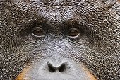 Close up of a dominant male Orangutan Tanjung Puting NP