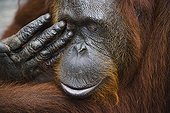 Close up of a female Orangutan rubbing eye Borneo