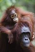 Female Orangutan carrying baby on her back Borneo ; Endangered species due to loss of habitat, spread of oil palm plantations