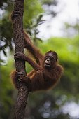 Sub adult Orangutan climbing in tree Borneo ; Endangered species due to loss of habitat, spread of oil palm plantations