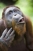 Orangutan male scratching his chin Borneo ; Endangered species due to loss of habitat, spread of oil palm plantations